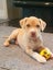 Ms Moneypenny (Ellie's Canine Rescue & Rehome) Carousel 1