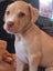 Ms Moneypenny (Ellie's Canine Rescue & Rehome) Carousel 2