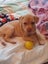 Oski (Ellie's Canine Rescue & Rehome) Carousel 2