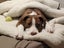 Sandy (Ellie's Canine Rescue & Rehome) Carousel 1
