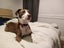Sandy (Ellie's Canine Rescue & Rehome) Carousel 3