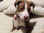 Sandy (Ellie's Canine Rescue & Rehome) Carousel 4