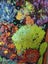 ORIGINALTextured flowers in OILS Carousel 4