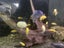 400l Fish tank with fish Carousel 3