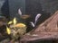 400l Fish tank with fish Carousel 4