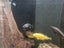 400l Fish tank with fish Carousel 6
