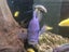 400l Fish tank with fish Carousel 7