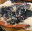 Miniature Schnauzer Stud Dog DNA tested Carousel 4