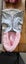Dog Coat Carousel 3