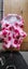 Dog Coat Carousel 2