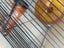 Awesome mouse cage Carousel 4