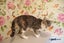 LONELY MIAOW CAT - FAITH Carousel 1