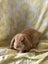 Minilop Bunnies Carousel 4