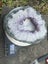 Beautiful Amethyst Portal $1 reserve Carousel 5
