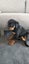 Purebred Rottweiler puppies Carousel 19