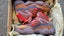 Yeezy 500 Sneakers Sumac. Size 8.5 *NEW* Carousel 1