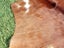 New Cow Hide Stunning Brown and White Cowhide Rug - No Reserve! - C156 Carousel 4