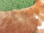 New Cow Hide Stunning Brown and White Cowhide Rug - No Reserve! - C156 Carousel 5