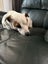 Jack Russel For Sale (5yrs) Purebred Carousel 1