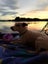 Jack Russel For Sale (5yrs) Purebred Carousel 2