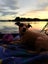 Jack Russel For Sale (5yrs) Purebred Carousel 3