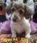 Dachshund x Jack Russell puppies Carousel 5
