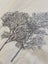 A single modern large lined curtain - embroidered trees, as new Carousel 4