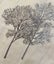 A single modern large lined curtain - embroidered trees, as new Carousel 3