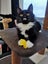 PERCY- KITTEN AVAILABLE FOR ADOPTION - PET WHISPERER RESCUE Carousel 1