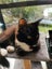 PERCY- KITTEN AVAILABLE FOR ADOPTION - PET WHISPERER RESCUE Carousel 3