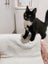 PERCY- KITTEN AVAILABLE FOR ADOPTION - PET WHISPERER RESCUE Carousel 4