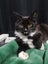 PERCY- KITTEN AVAILABLE FOR ADOPTION - PET WHISPERER RESCUE Carousel 5