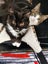 PERCY- KITTEN AVAILABLE FOR ADOPTION - PET WHISPERER RESCUE Carousel 6