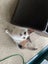 SUGAR,CINNAMON & NUTMEG - AVAILABLE FOR ADOPTION - PET WHISPERER RESCUE Carousel 3