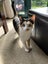 SUGAR,CINNAMON & NUTMEG - AVAILABLE FOR ADOPTION - PET WHISPERER RESCUE Carousel 4