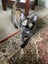 SUGAR,CINNAMON & NUTMEG - AVAILABLE FOR ADOPTION - PET WHISPERER RESCUE Carousel 5
