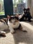 SUGAR,CINNAMON & NUTMEG - AVAILABLE FOR ADOPTION - PET WHISPERER RESCUE Carousel 2
