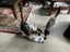 SUGAR,CINNAMON & NUTMEG - AVAILABLE FOR ADOPTION - PET WHISPERER RESCUE Carousel 7