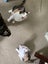 SUGAR,CINNAMON & NUTMEG - AVAILABLE FOR ADOPTION - PET WHISPERER RESCUE Carousel 8