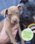 Auckland Puppy Rescue - SPIKE Carousel 3