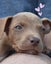 Auckland Puppy Rescue - SPIKE Carousel 5