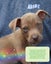 Auckland Puppy Rescue - SPIKE Carousel 7