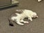 Domestic Short Hair Female Cat Looking For Loving Home Carousel 3