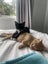 2 Rescue Kittens Remy & Maisie Carousel 2
