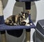 Rescue cat Jessie Carousel 2