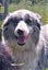Sweet Border Collie Carousel 3