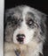 Sweet Border Collie Carousel 1