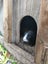 ~FREE Gorgeous Male Guinea Pig~ Carousel 3