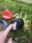 ~FREE Gorgeous Male Guinea Pig~ Carousel 4