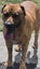 Mastiff Rottweiler cross Puppies Carousel 6